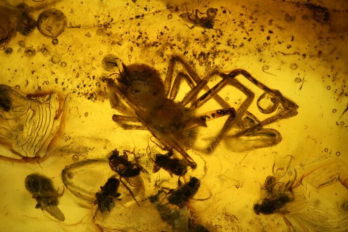 Several Fossil Flies (Diptera) and a Spider (Araneae) In Baltic Amber #139056